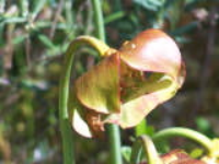 100_1585.jpg